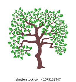 Isolated summer tree with green leaves on white.