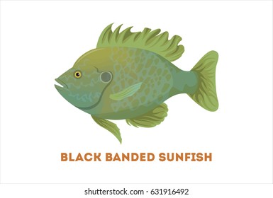 Isolated sunfish fish on white background. Fresh food.