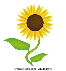 an isolated sunflower on a white background