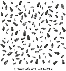  Isolated sunflower seed on white background