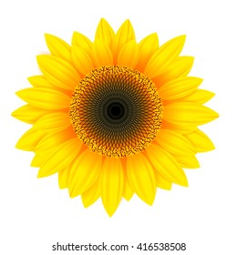 isolated Sunflower, vector illustration,sunflower seeds.