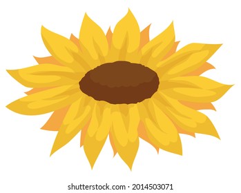 Isolated sunflower with yellow petals and brown seeds inside of its disk.
