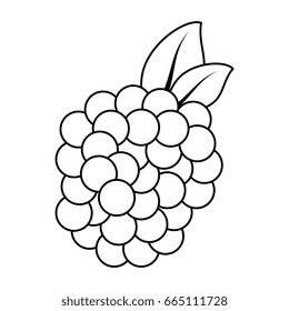 isolated sweet blackberry