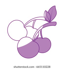 isolated sweet cherry