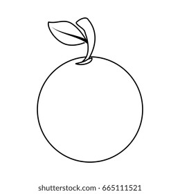 isolated sweet orange