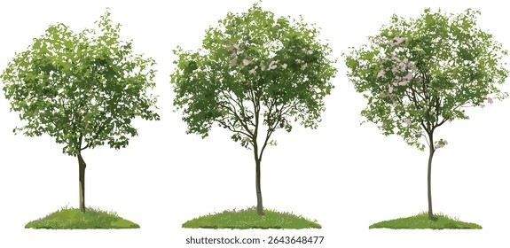 Isolado Swida walteri, Cornus walteri recortar árvore, Walter's dogwood urbano rua árvores, ilustração vetorial, folhagem decídua, elemento de paisagismo público, árvore de jardim, design de cidade verde.