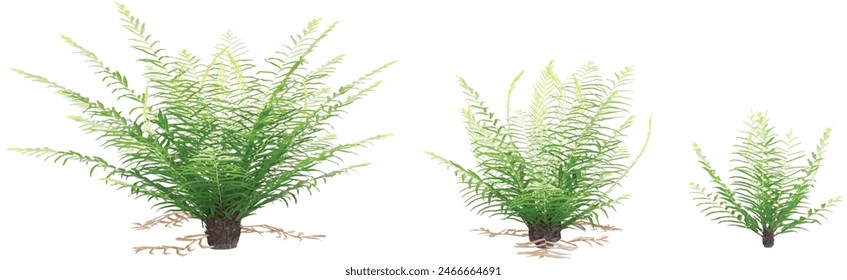 Isolated Sword fern on a white background