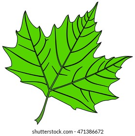 Isolated Sycamore Leaf Stock Vector (Royalty Free) 471386672 | Shutterstock