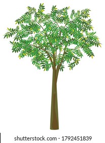 isolated tamarind tree on white background vector design