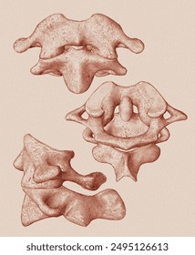 Aislada, tres vistas diferentes, articulación atlantoaxial. Ilustración médica.