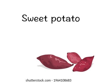 Isolated  three Sweet Potato on white background with text. Food ingredients vector illustration. Close up hand drawing vector.
