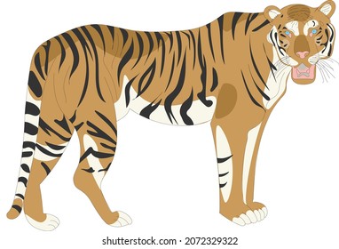 Isolated tiger clip art.
Vector safari animal illustration.
Hand drawn feline sketch.