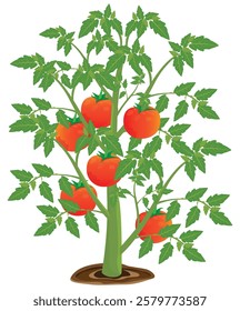 isolated tomato plant on white background vector design