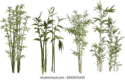 Árvores de bambu de fundo transparente isoladas, Phyllostachys aureosulcata spectabilis com Phyllostachys reticulata, ilustração vetorial, arte botânica jardim zen, recurso gráfico flora asiática.