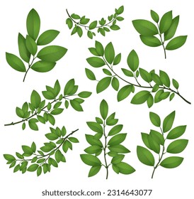 Isolated tree branches with green leaves. Detailed botanical vector illustration.
