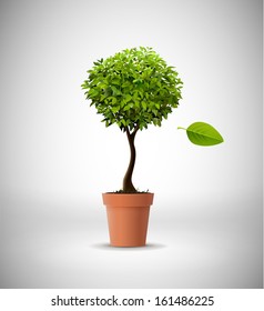 Isolated tree in clay pot