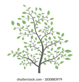 Isolated tree with green leaves on a white background