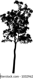 isolated tree on white background