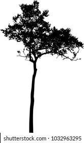 isolated tree on white background
