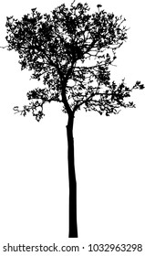isolated tree on white background