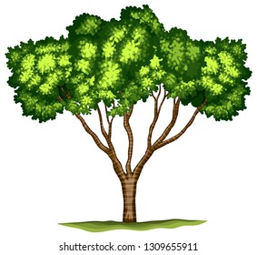 Isolated tree on white background illustration