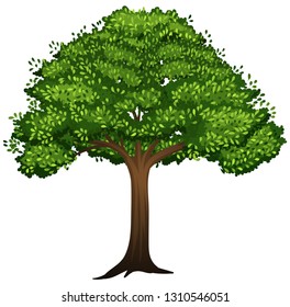 Un árbol aislado en la ilustración de fondo blanco