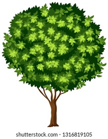 Isolated tree on white background illustration