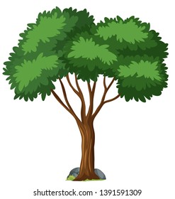 Árbol aislado en ilustración de fondo blanco