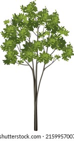 Isolated tree on white background illustration
