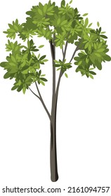 Isolated tree on white background illustration