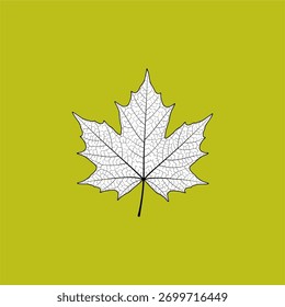 Isolated tree on white background