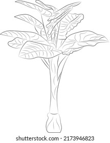 Isolated tree rose flower hand drawing line art with leaves