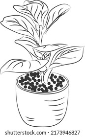 Isolated tree rose flower hand drawing line art with leaves