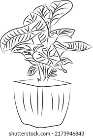 Isolated tree rose flower hand drawing line art with leaves