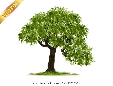 Isolated trees on white background .