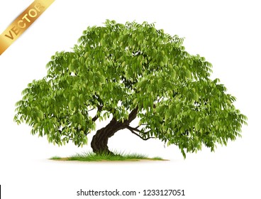 Isolated trees on white background .