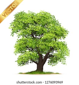 Isolated trees on white background .