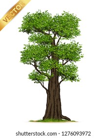 Isolated trees on white background .