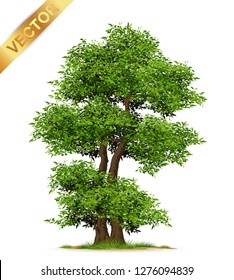 Isolated trees on white background .