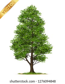 Isolated trees on white background .