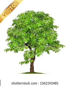 Isolated trees on white background .