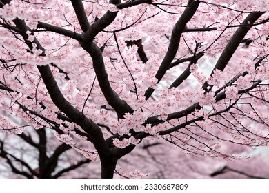 Isolated trees on white background.