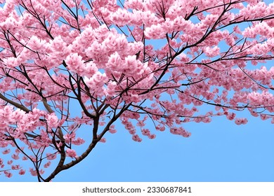 Isolated trees on white background.