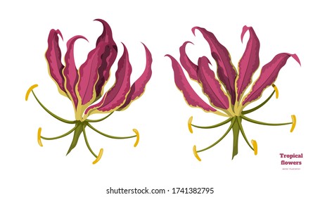 Isolated tropical flowers. Design elements. Exotic bud. Pink floral plant in cartoon style. Jungle flora on white background. Vector illustration