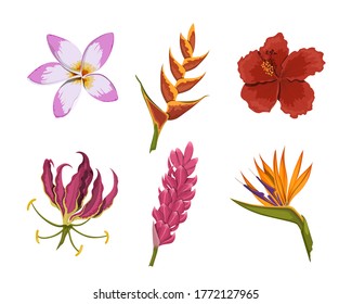 Isolated tropical flowers. Rainforest nature. Design colorful elements. Exotic bud. Floral plants in cartoon style. Jungle flora. Vector illustration