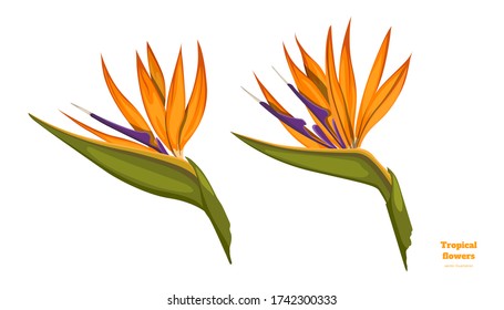 Isolated tropical flowers. Strelitzia image. Design elements. Exotic bud. Orange floral plant in cartoon style. Jungle flora on white background. Vector illustration
