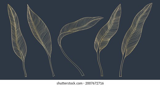 Isolated tropical leaves. Calathea leaves. Hand drawn vector illustration