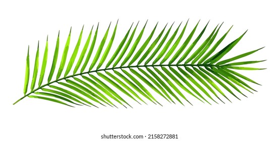 Isolated tropical leaves on white background for banners, posters. Flourish design.