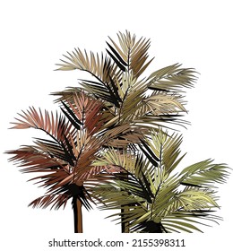 Isolated tropical palm trees. Vector graphics.