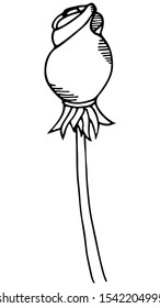Isolated tulip on a white background. Hand-drawn. Blooming flower